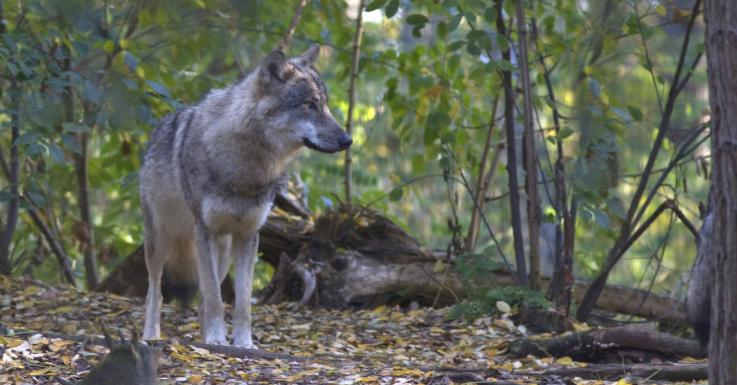 Wat moet je doen als je een wolf tegenkomt?
